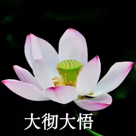 我自闭了,我想开了,中老年佛系表情包
