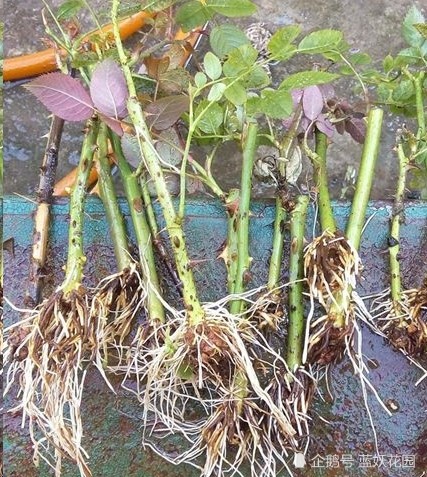 月季,花盆,生根粉,河沙,扦插