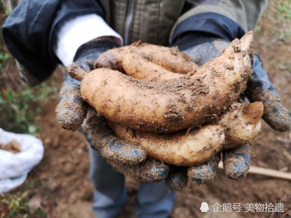 天麻是一种无根无叶的草本植物,却能开花,结实,生子,神奇得很