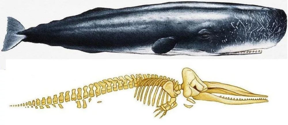 这是抹香鲸和它的骨骼,抹香鲸的头骨像个簸箕,而真实的抹香鲸可是个