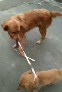 小金毛不愿出来玩,狗妈妈依然拉着绳子往前跑,网友:绝对是亲妈