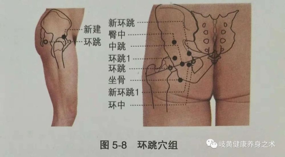 针灸经外奇穴之 环跳穴组 看点快报