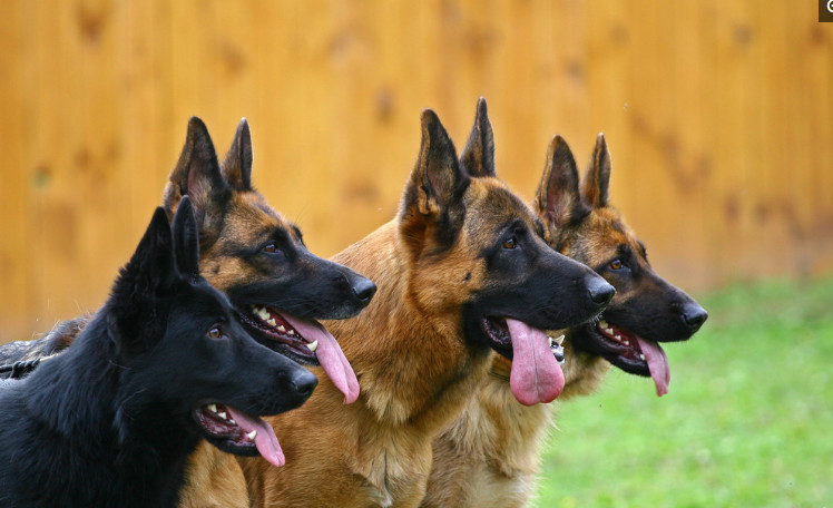 常用于军犬,警犬,搜救犬服务人民的好犬