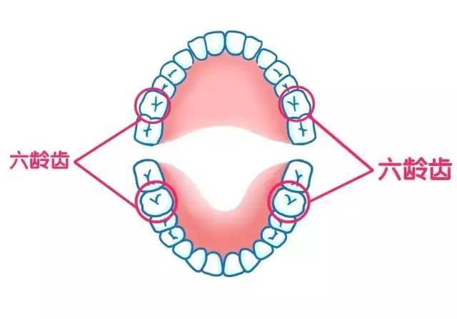 六龄齿,是人生的第一颗恒磨牙,不可替换,伴随我们一生.