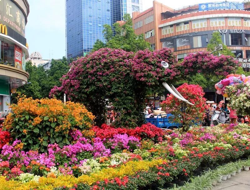 昨天漳州市区这座公园100岁啦!还有三角梅花展,你来看