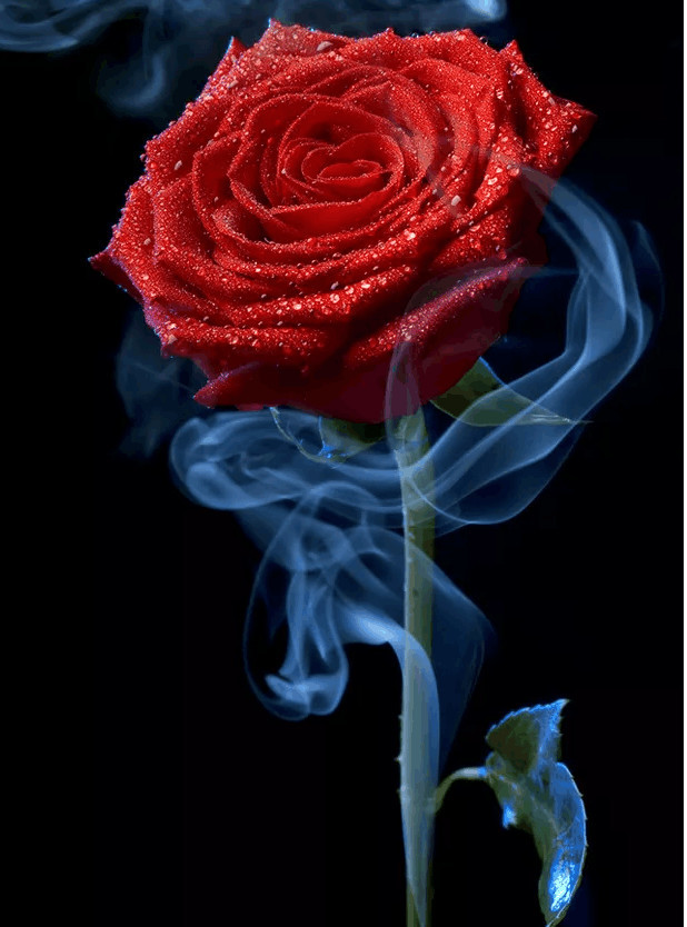 心理测试:你觉得哪朵玫瑰最美?测你所爱的人是什么性格!
