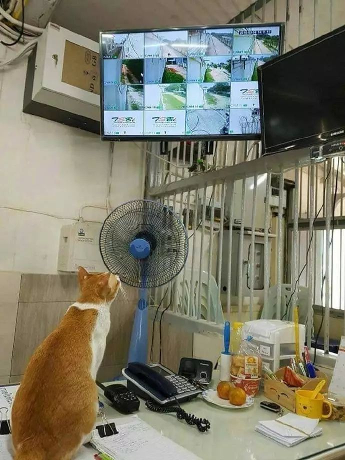 流浪地球正式预告片!铁血战士特效对比!猫版漫