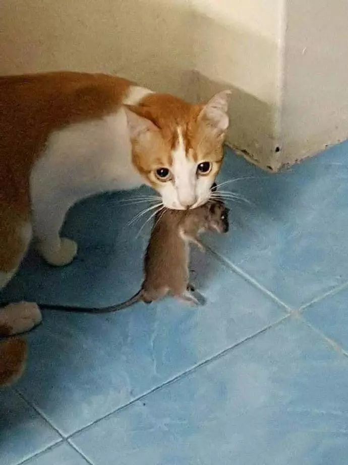 流浪地球正式预告片!铁血战士特效对比!猫版漫