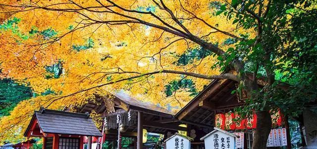 京都奈良 赏樱追枫间遇见真正的日本 看点快报
