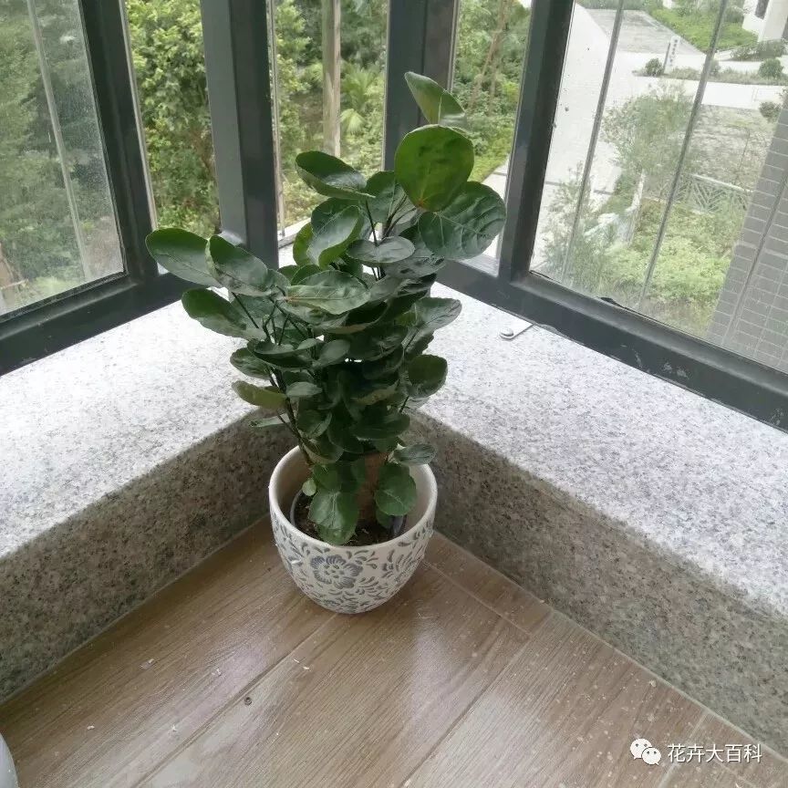 金钱兜修剪和修剪后期养护方法,剪顶简单,但温度把控不好会冻死