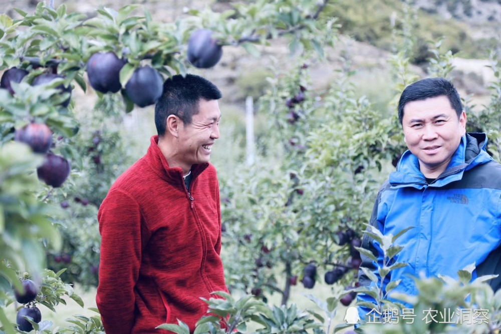在海拔4千米生长的黑苹果8年才结果!每个卖68