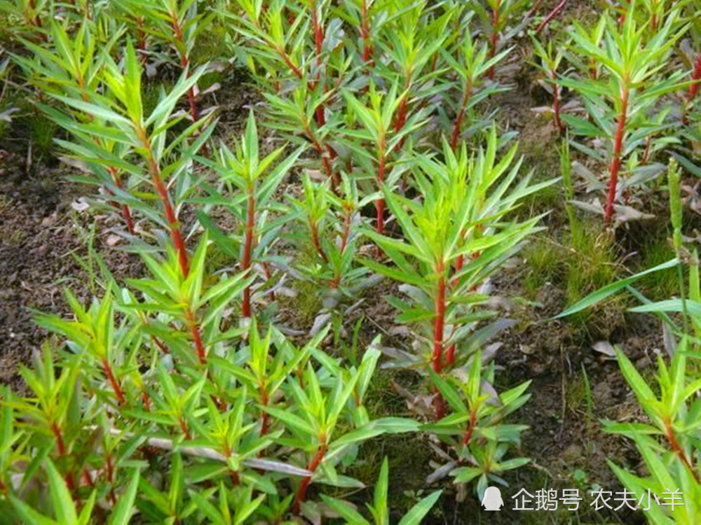 赶黄草,野草,中药