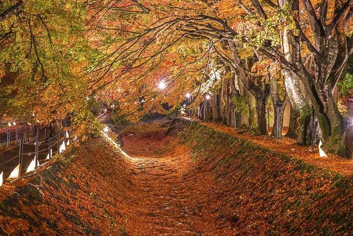 日本關東紅葉一期一會 年底賞高尾山紅葉 箱根紅葉 河口湖紅葉 天天快报