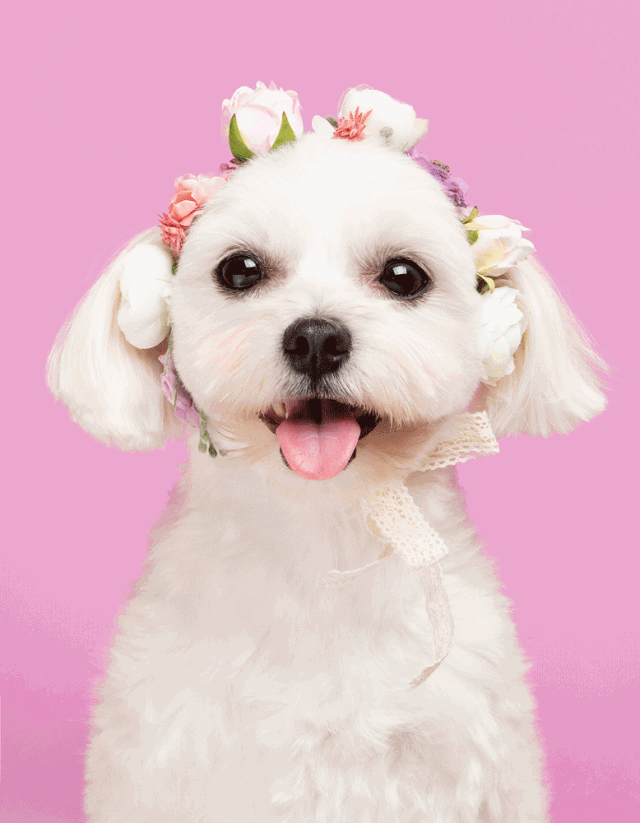 壁纸 动物 狗 狗狗 640_823 竖版 竖屏 手机 gif 动态图 动图