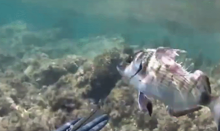 这两条鱼强大生命力让人动容,首先,鱼我是靠腮部呼吸的,这两条鱼