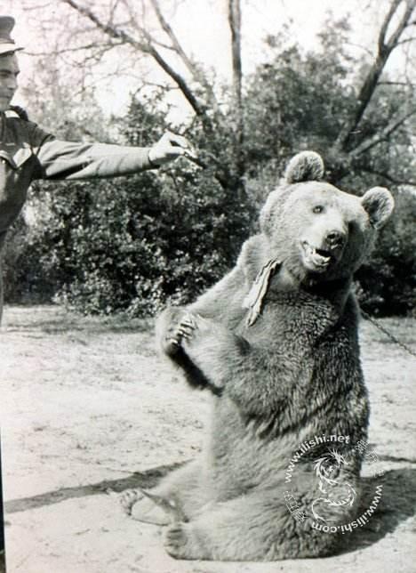 二战最牛的棕熊:世界大战怎么少得了我呢?老熊也要来参战立功