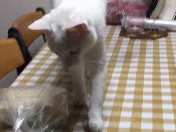 猫咪从桌子跳到主人腿上,当主人腿分开那一刻,信任荡然无存!