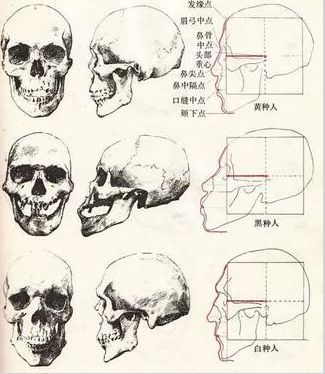 对比三大人种的颅骨状态,看起来东亚人和西方人的颅骨,似乎相似程度