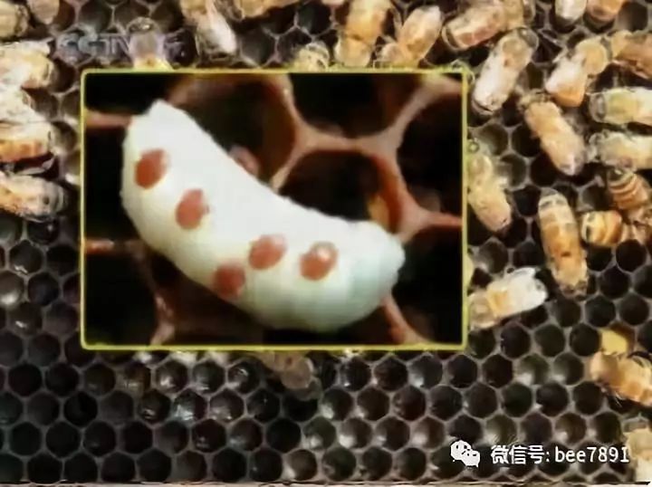 别再花钱买蜂螨药了,老蜂农教你"零"成本配制治螨药