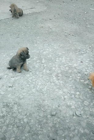 双目失明的狗妈,带着瘦小的狗娃,流浪在街道角落