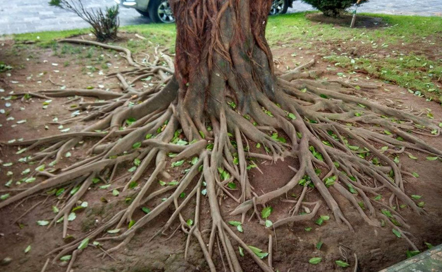 图二:盘根错节,大树小树长在一起,已经分不清哪棵是大树根,哪棵是小树