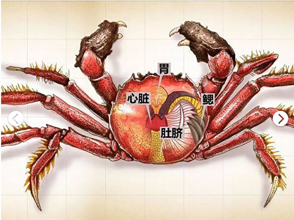 图中列出的四个部位是螃蟹身上不能吃的 下面就给大家科普一些吃螃蟹
