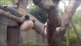 熊猫宝宝正爬树,隔壁孔雀突然