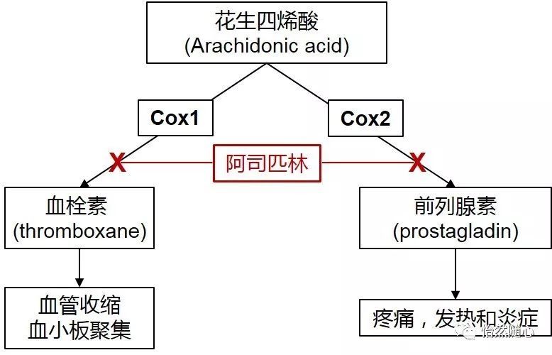 图:阿司匹林作用机理 跑题说一句,后来很多制药公司把cox2作为靶点来