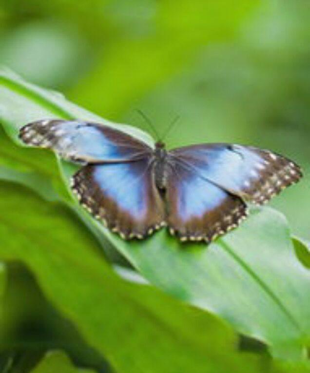 有关蝴蝶的诗句和优美短句!尽情欣赏吧!