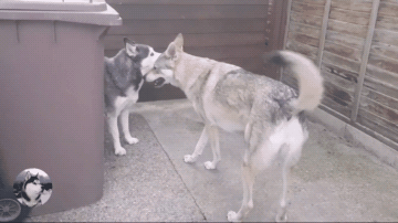 宠物犬中一直饱受争议,其中较多人认为它不适合当家庭伴侣犬,因为它的