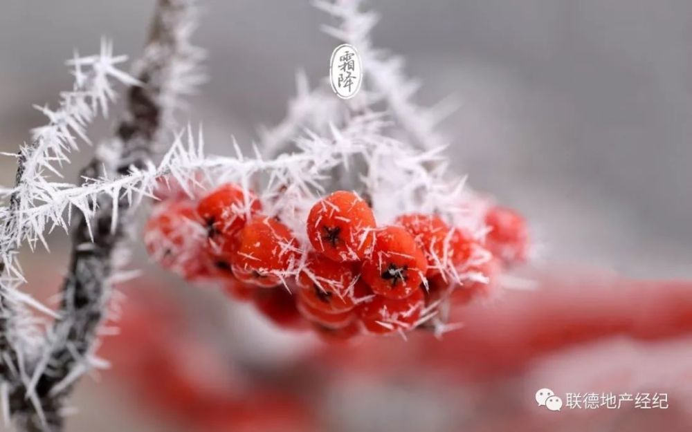 霜降,二十四节气之一,也是一年中第十八个节气