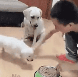 养了狗以后,发现一切都是值得的