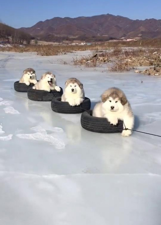 阿拉斯加犬是非常可爱的雪橇犬,它是会拉雪橇的,身深受人们的喜爱.