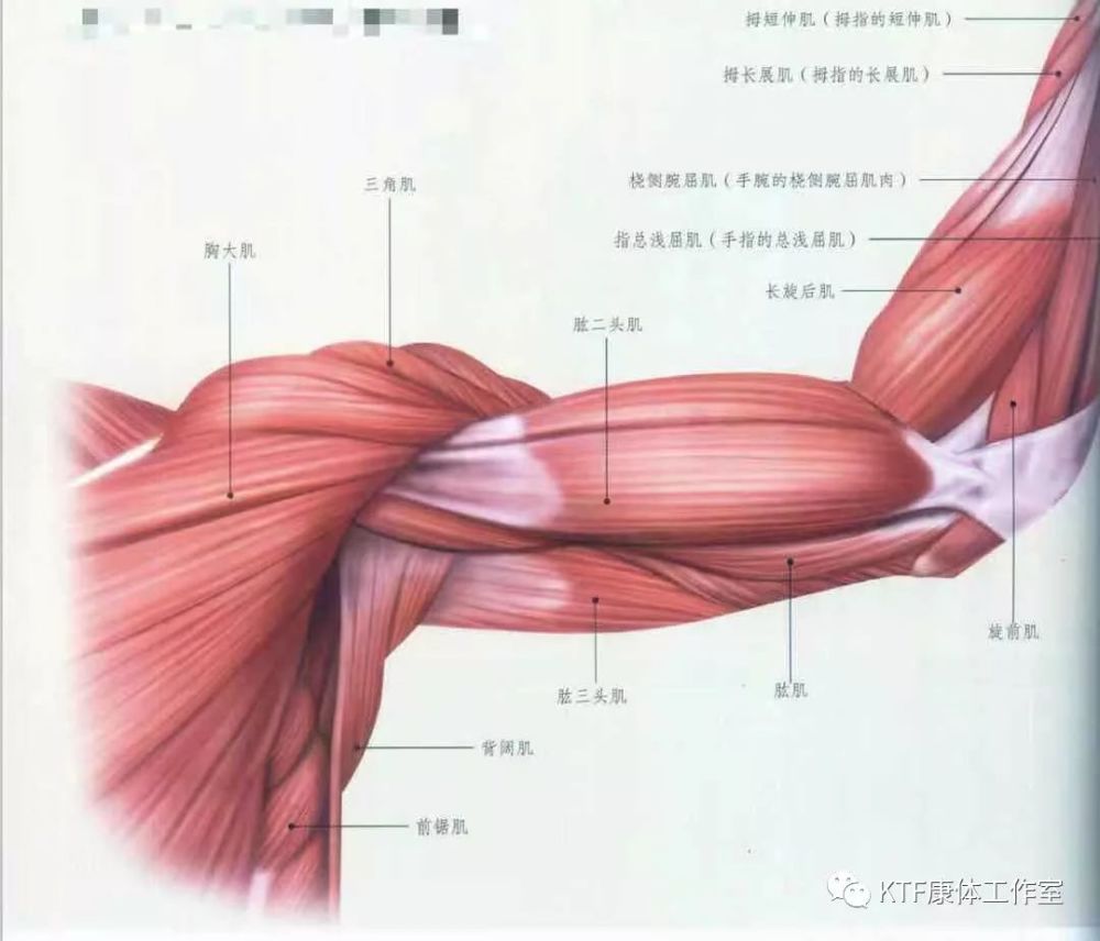 肱三头肌:该肌群有三个头组成,起始于肩胛骨盂上结节和肱部骨干处,于