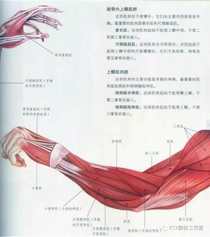 上臂及前臂肌群介绍