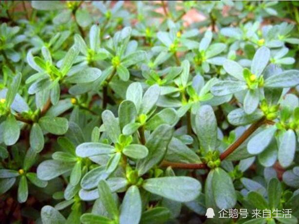 这5种野菜称为"抗癌野菜",看到请摘回家,纯天然的抗癌