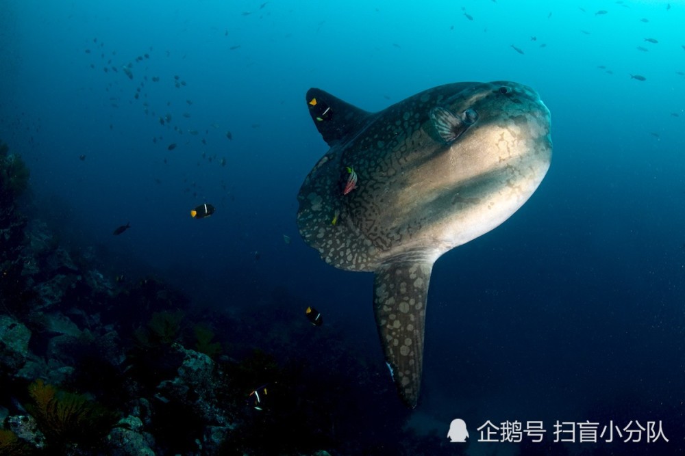 海里有多少条鱼?若按鱼的长相分类,是否不计其数