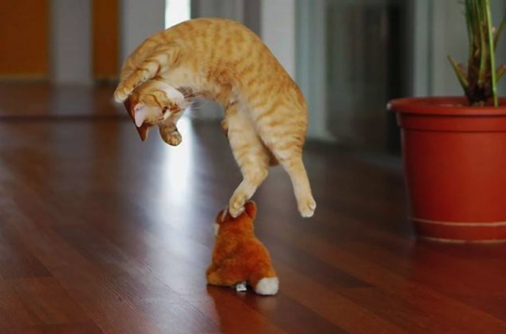 猫咪一旦跳起来,不是在打架,就是在准备打架的路上!