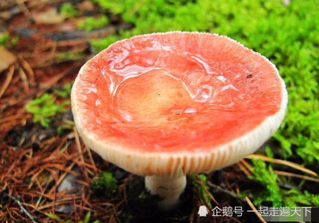 东北一男子,原始森林中发现许多红蘑菇,采食后不幸发生了意外!
