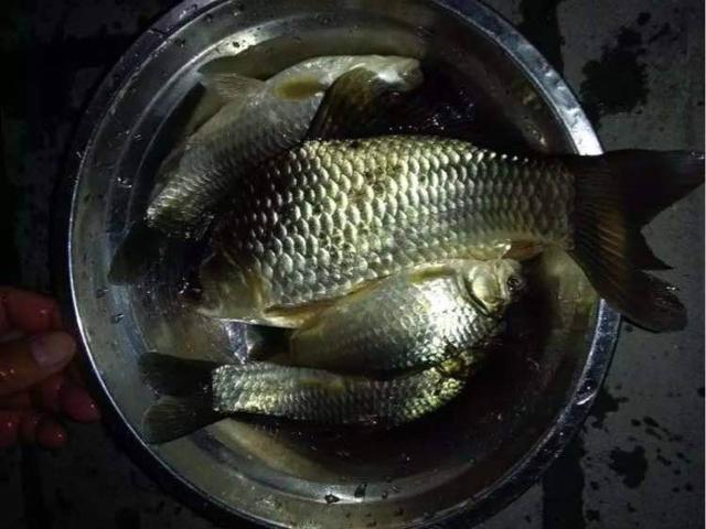 鲫鱼,钓友,鱼类资源,蚯蚓,垂钓