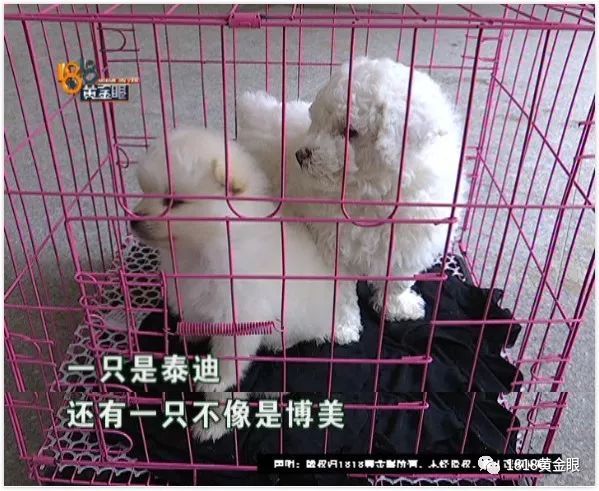 微信上买的比熊和博美,结果品种都不对?卖家:发错货了