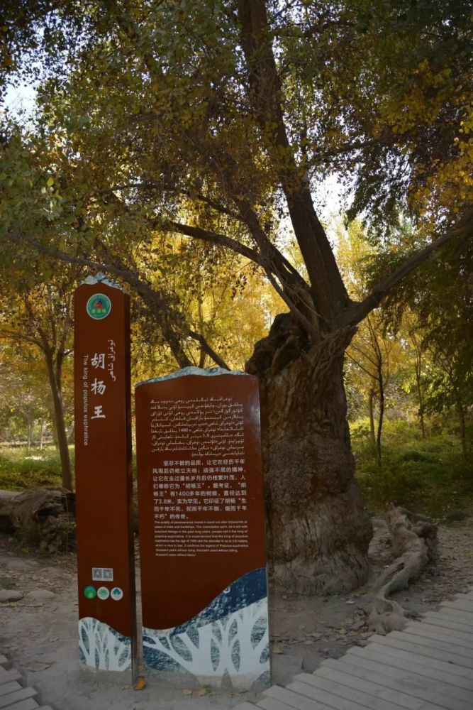 泽普金胡杨国家森林公园 塞外边疆独有的美画卷