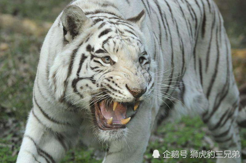 白虎天生就比普通的老虎凶猛吗?单挑能不能赢狮子?