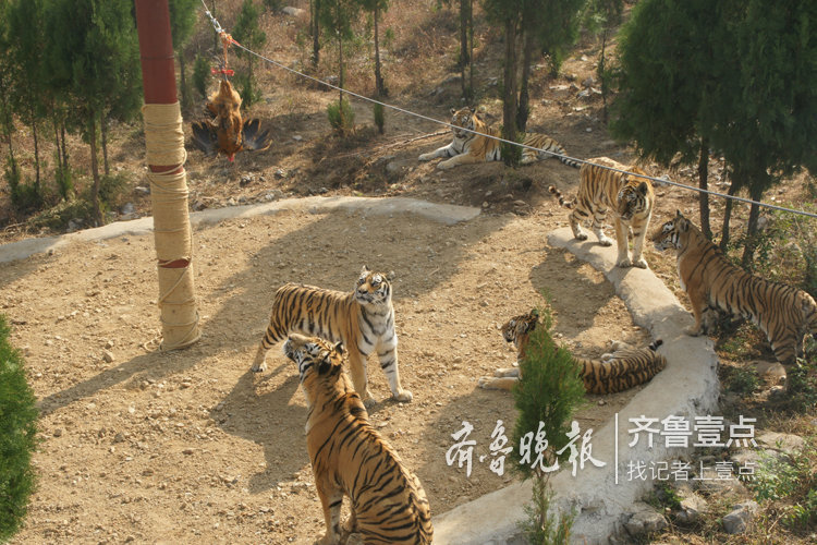 兰陵宝山前野生动物园老虎在等你