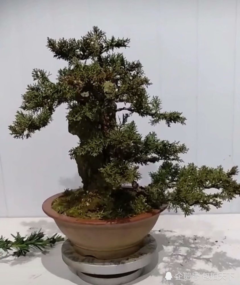 盆景欣赏:移栽盆里价逾万 捆绑扭盘娇体弯