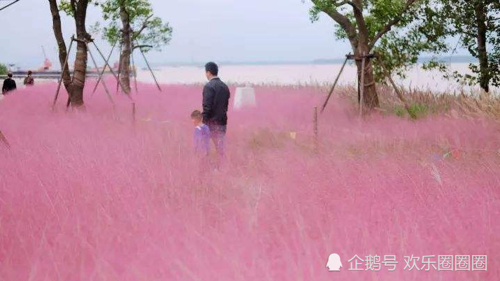 拍照,抖音,网红,花海