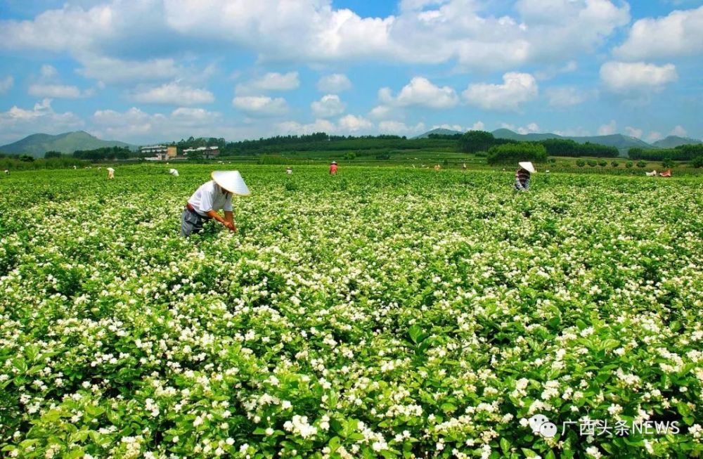 横县位于广西壮族自治区南部,南宁市东部,享有"中国茉莉之乡"的美誉