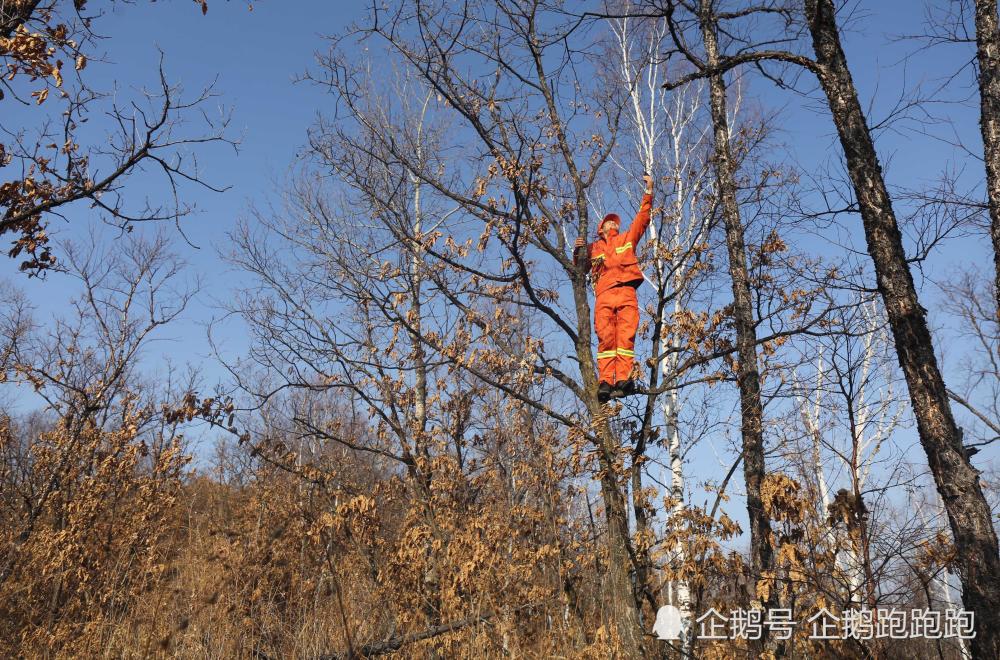 站在树枝上,梁站一只手抱着树干,另一只手高高举着手机,这时手机才有