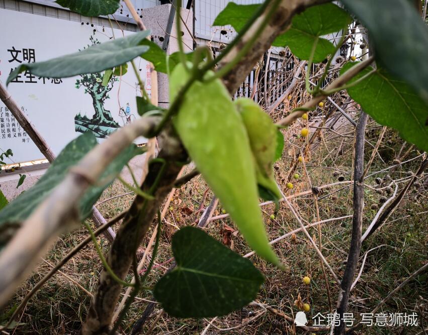 路边野生羊角果是个宝,嫩时可食用,全草能入药,很多人