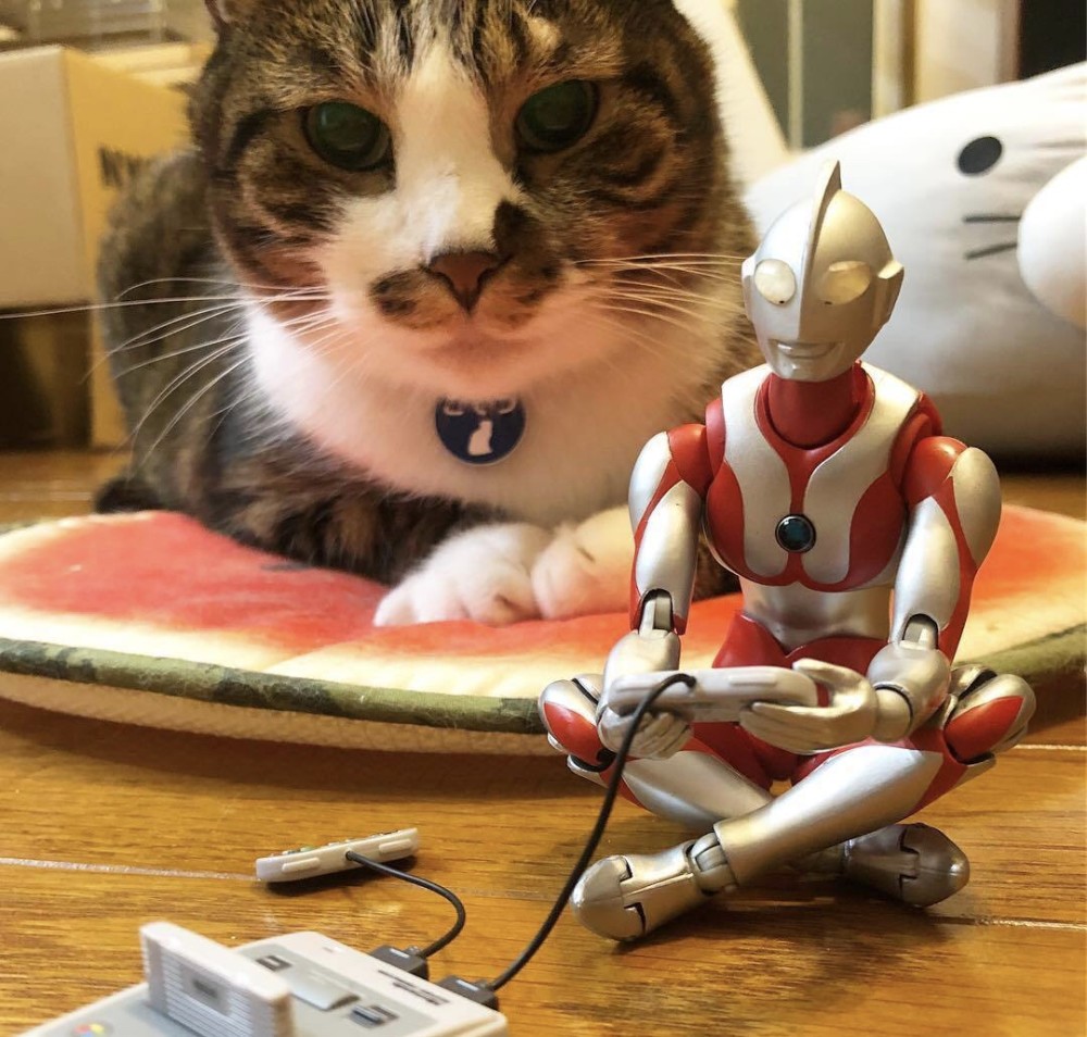 太棒了,奥特曼除了打怪兽,还能兼职照顾猫咪